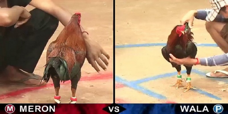 Chuyên gia hé lộ bí kíp chơi đá gà trực tiếp thắng lớn